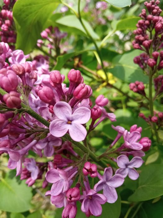 Продам сирень. Отправлю