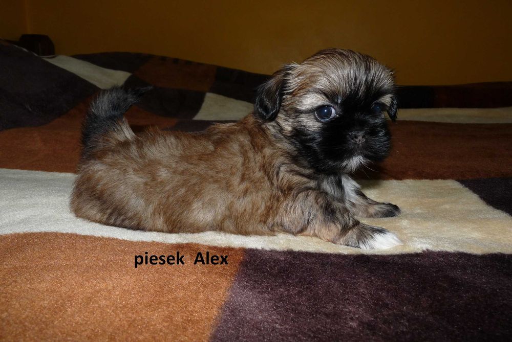 Shih Tzu, piesek Alex do odbioru od 11 października.