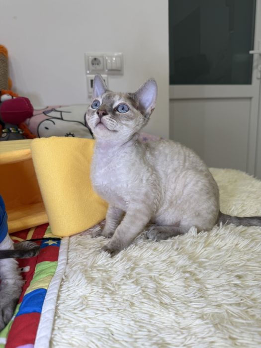 Красивенный Оскар ищет маму