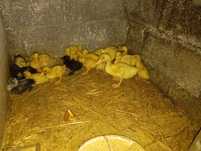 Patos Pequim e Patos mudos