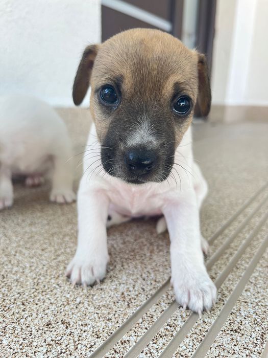 Цуценята Джек Рассел