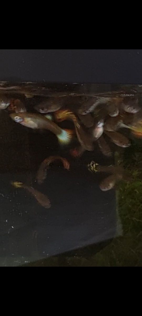 Vendo peixes guppys jovens com cores lindas