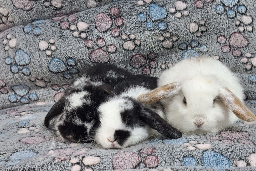 Króliczek Baranek Mini Lop samczyk.
