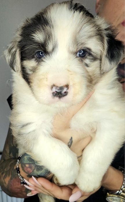 Piesek Border Collie ZKwP FCI błękitnooki