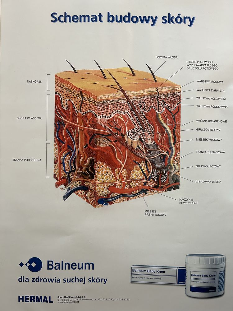 Schemat budowy skóry plakat