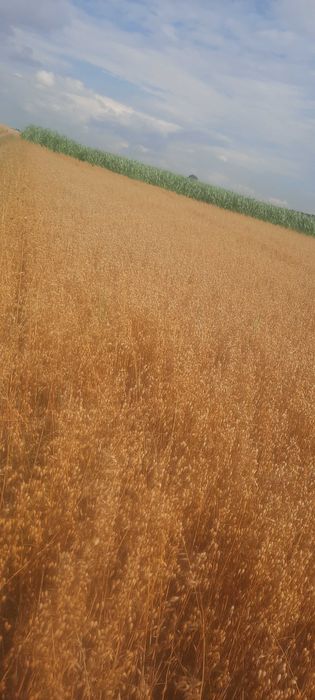 Sprzedam Owies jary ramboo zyto pszenzyto