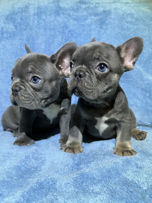 Малыш французик + подарок