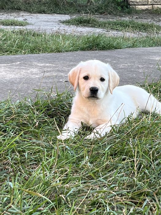 Продаж лабрадорів