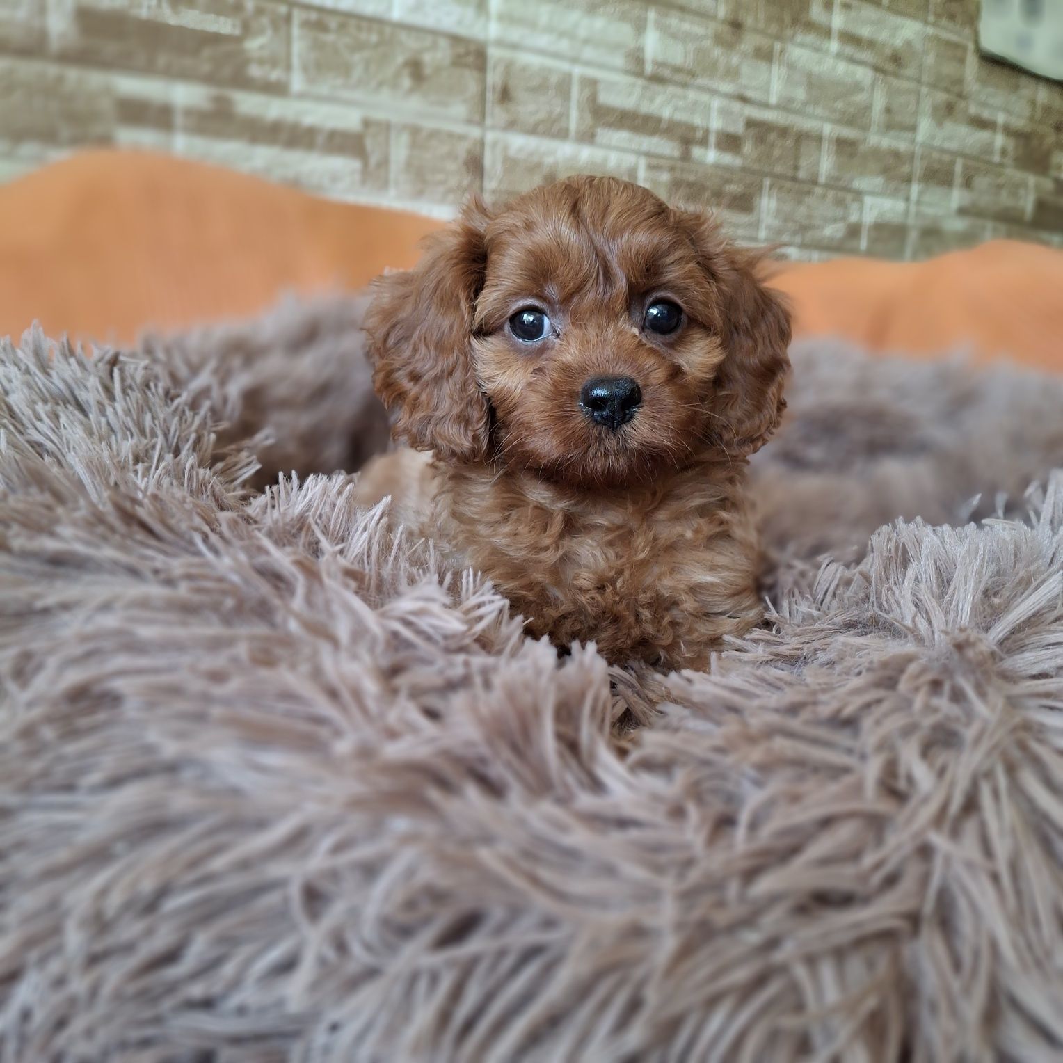 Cavapoo po wszystkich szczepieniach