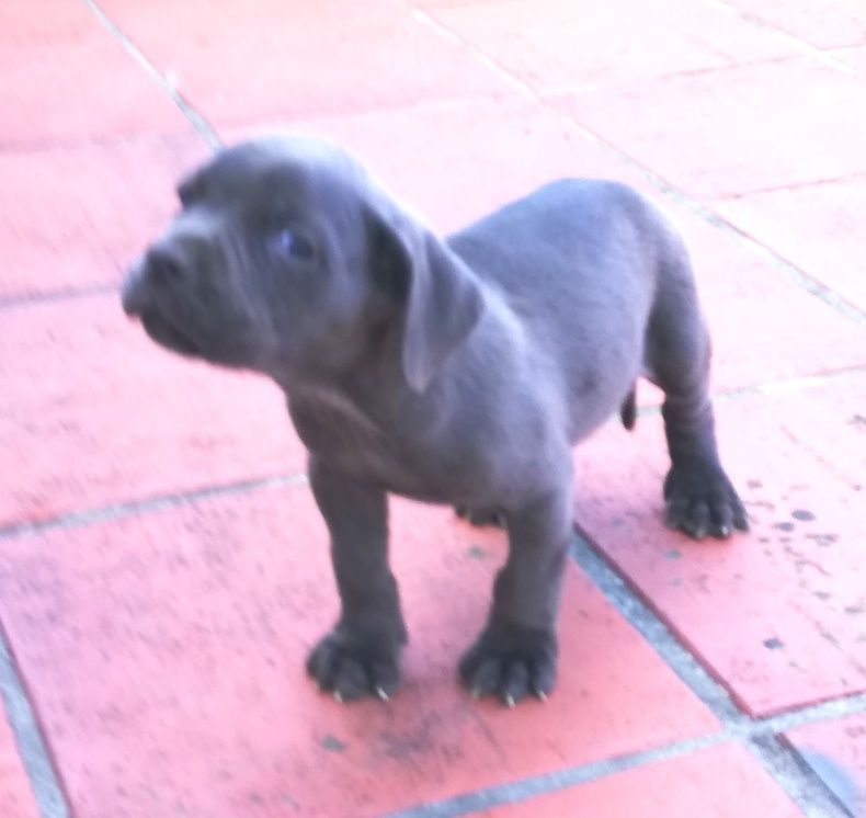 Cria de cane corso italiano