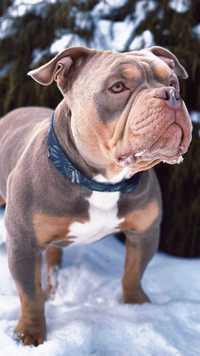 Reproduktor American Bully Pocket ABKC Tri Color Lilac