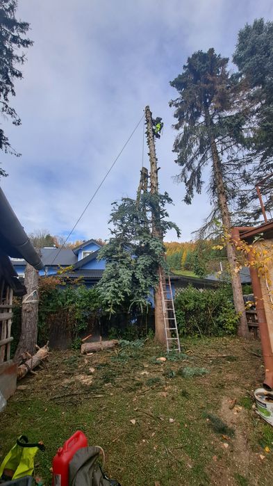 Wycinka i przycinanie drzew Darmowa wycena !!!