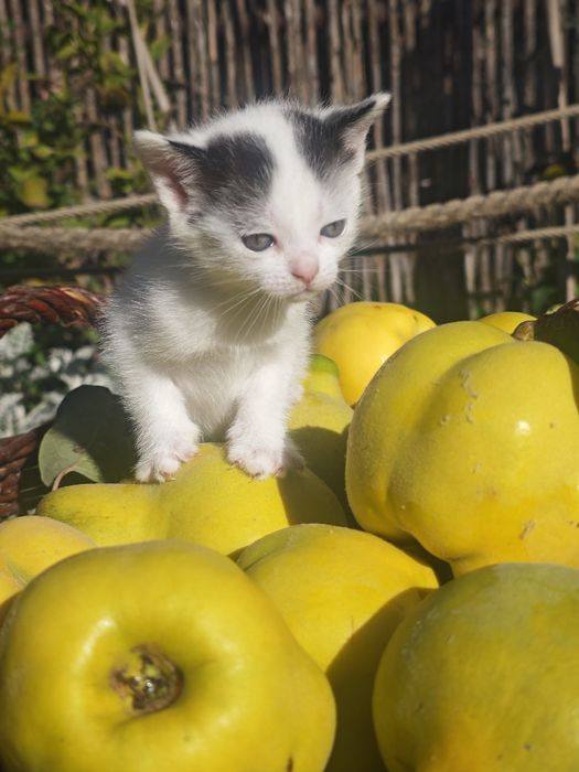 Kotki szukają nowego domu
