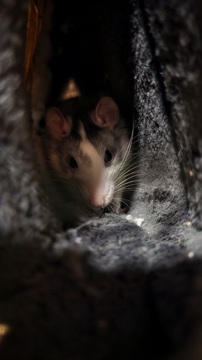 Oddam szczury w dobre ręce