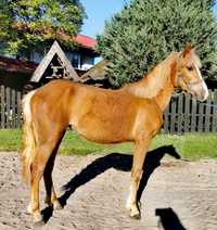 REZERWACJA Klacz haflinger (Nepomuck x Adonis)