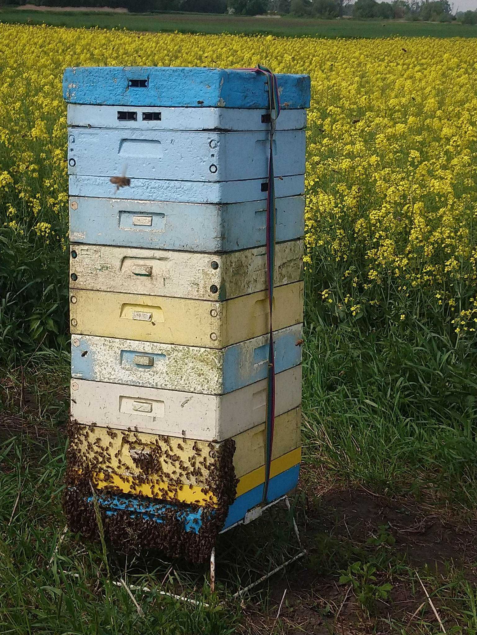 odkłady pszczele na ramce apipol dolnośląskie
