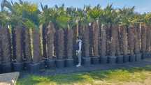 Palmy mrozoodporne, Trachycarpus Fortunei, Palma