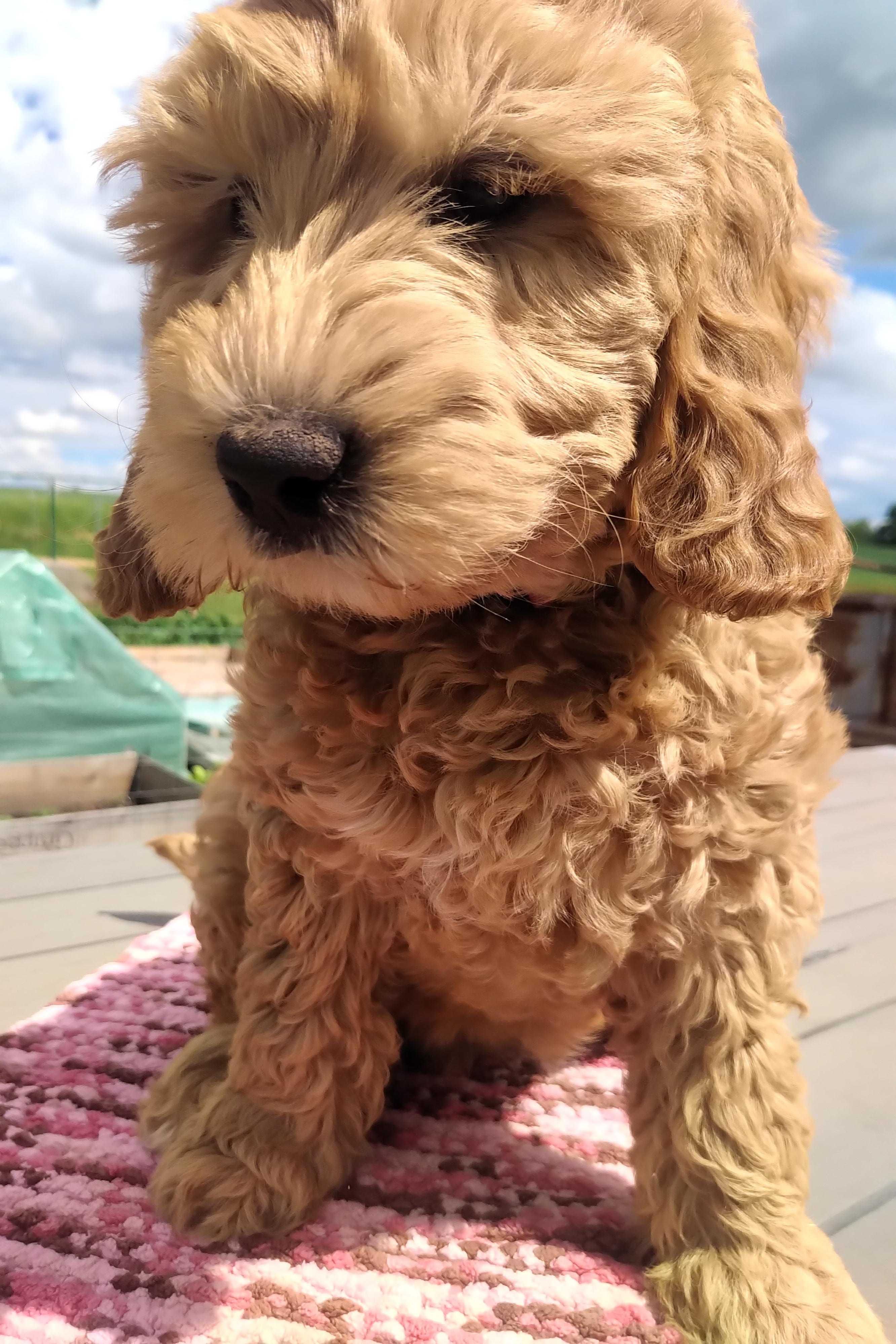 Suczka labradoodle