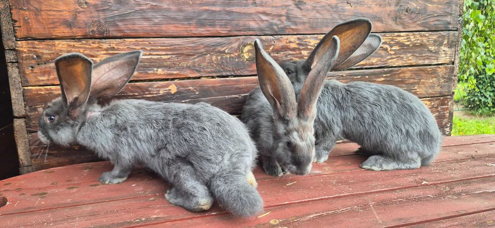 Olbrzym Belgijski niebieski