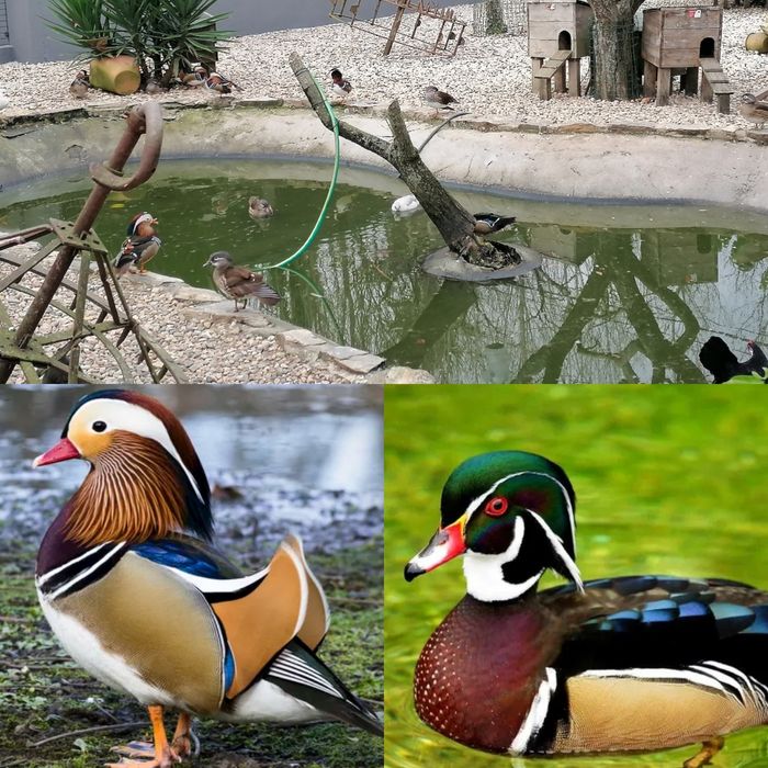 Patos Mandarins e Carolinos