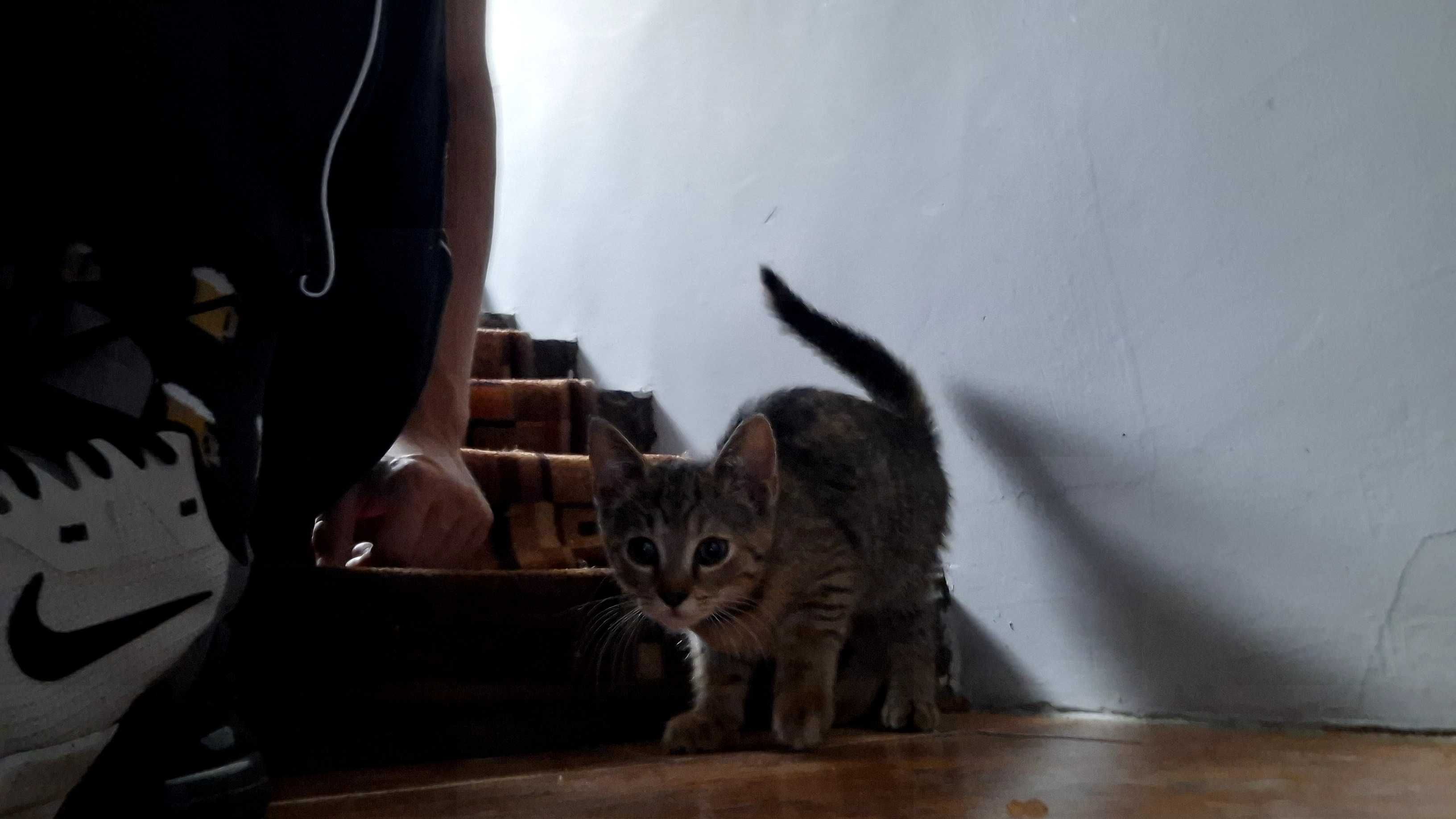 Dwa male kotki szukaja domu