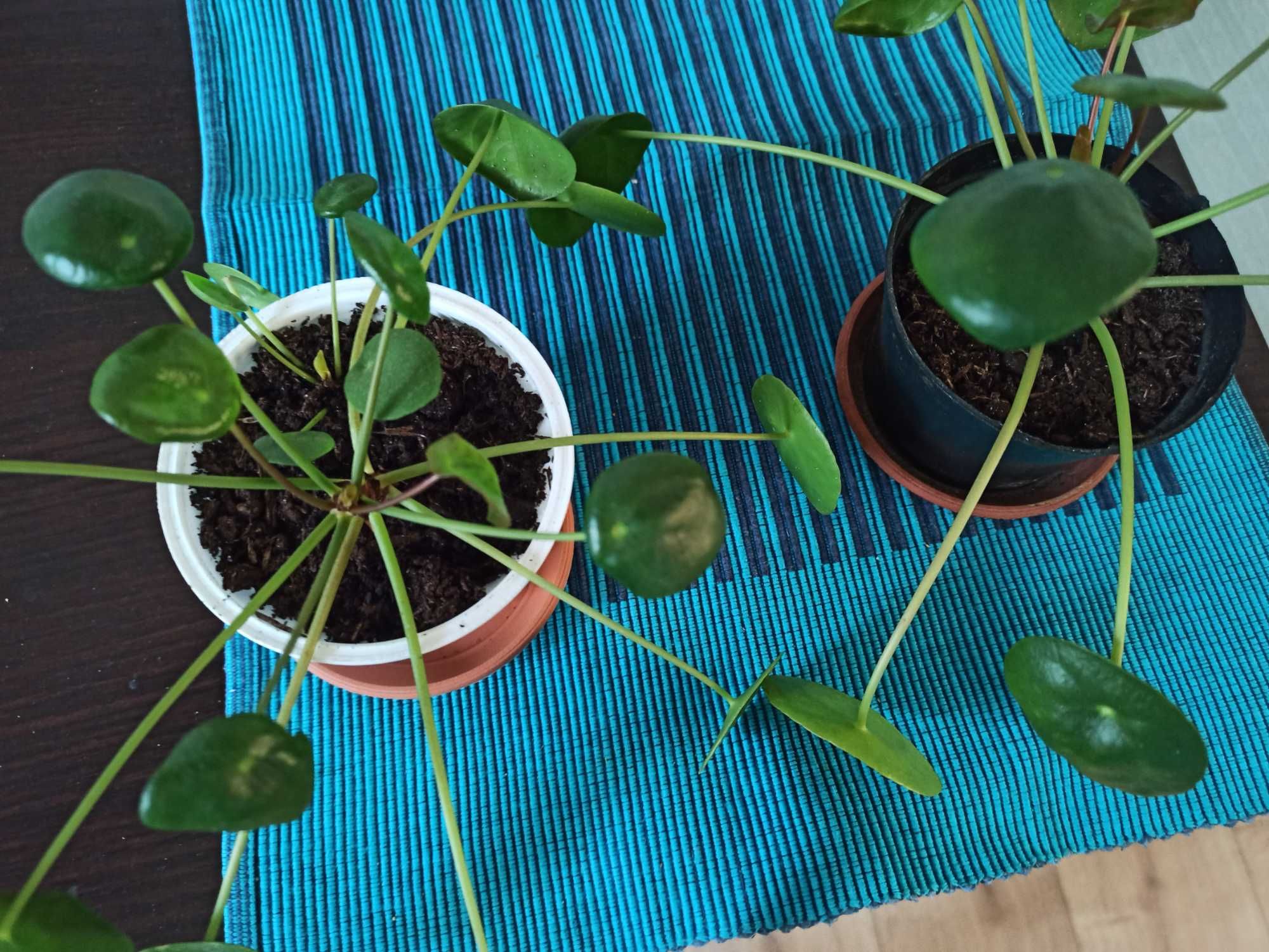 Pilea ,sansewieria, szczawik - kwiaty doniczkowe