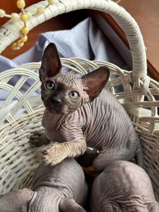 Сфінкси,які вміють приносити Щастя