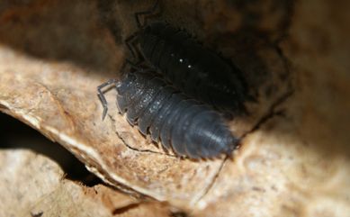 Porcellio scaber 10szt isopods ekipa sprzątająca pokolenie f2