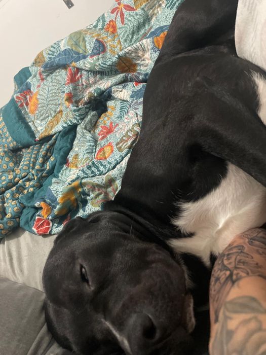 Doa um cao meiguinho