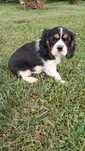 Sprzedam Cavalier king spaniel dziewczynka juz do odbioru