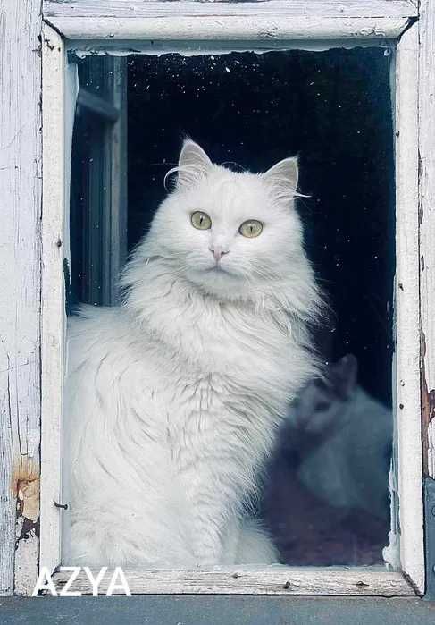 Piękna kotka w typie rasy angora turecka szuka domu