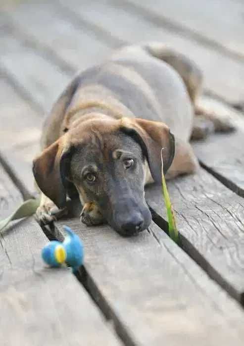 Активный щенок, мальчик