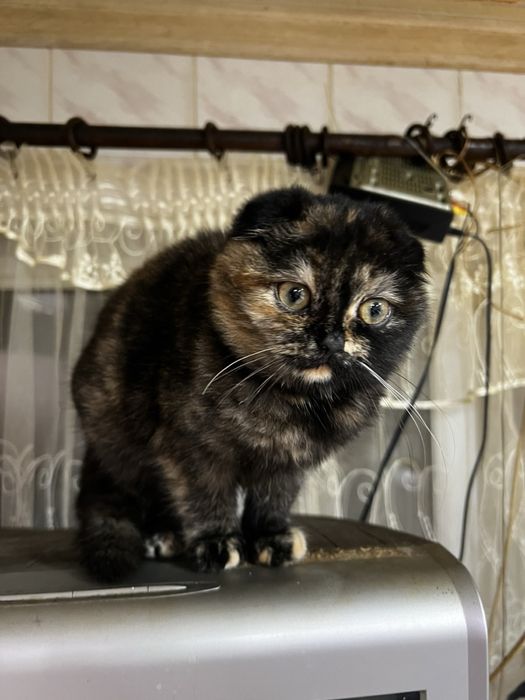 Шотландська киця