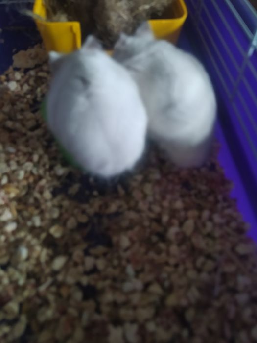 Джунгарский хомяк