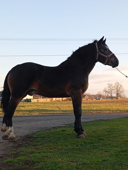 Sprzedam ogiera dwa lata