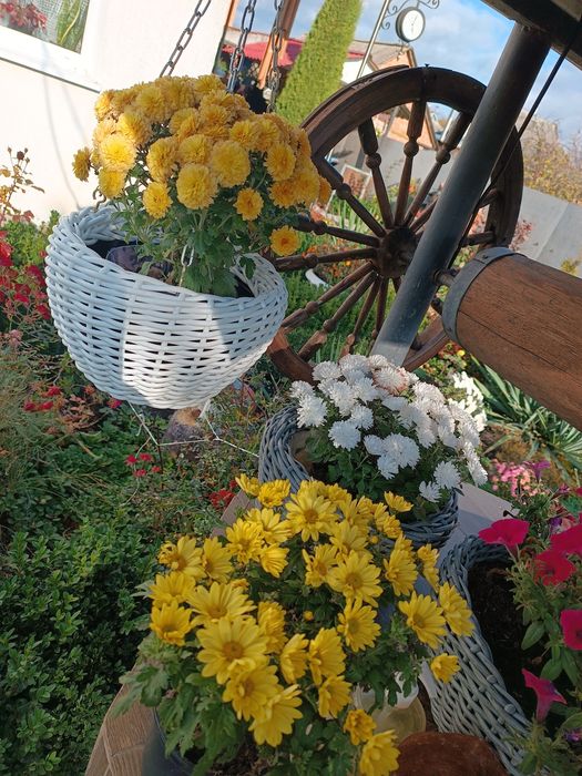 Вазони, кашпо з ротангу, власного плетіння