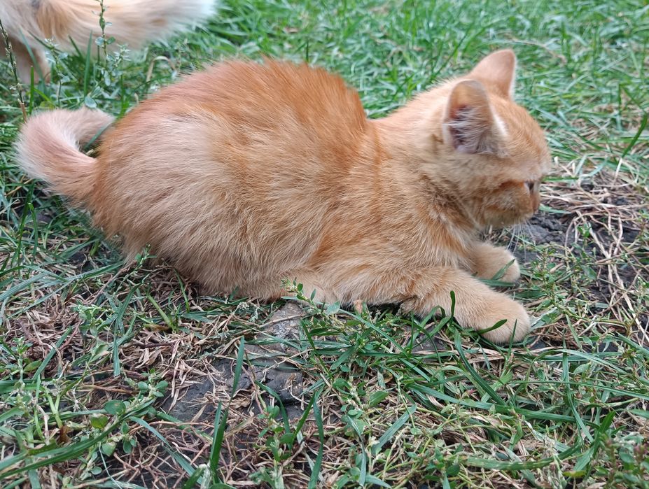 Кошенята в добрі руки, дівчинка і хлопчик