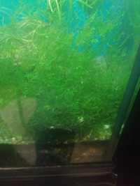 Musgo de java - Planta de aquário