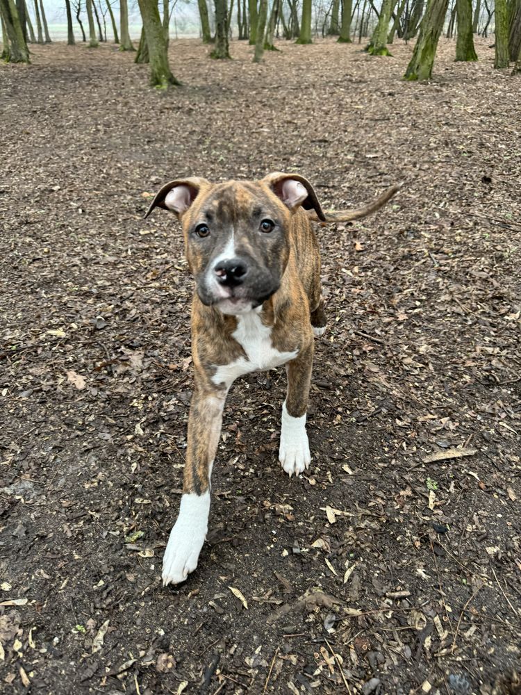 Szczeniak Amstaff ZKwP