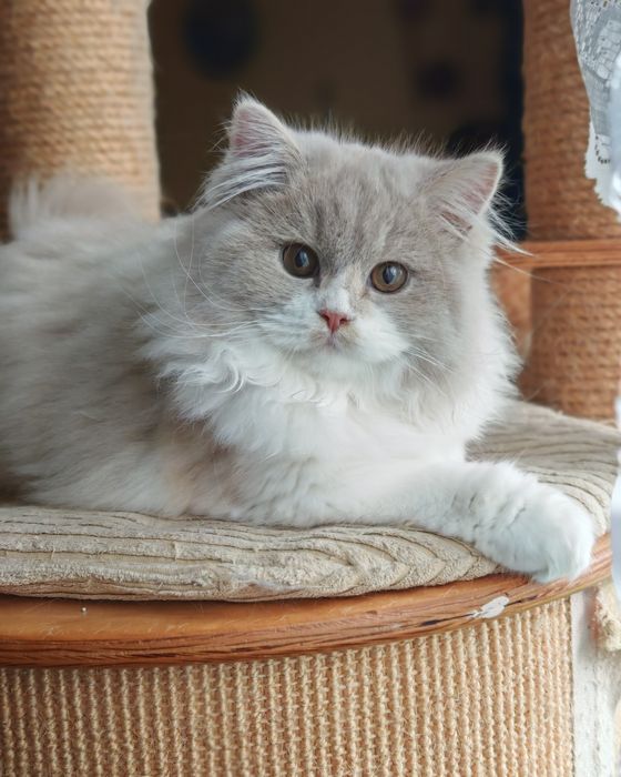 Brytyjski długowłosy przepiękna