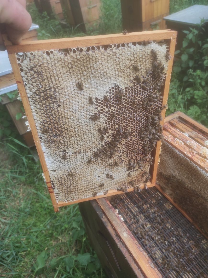 Pszczoly, rodziny pszczele