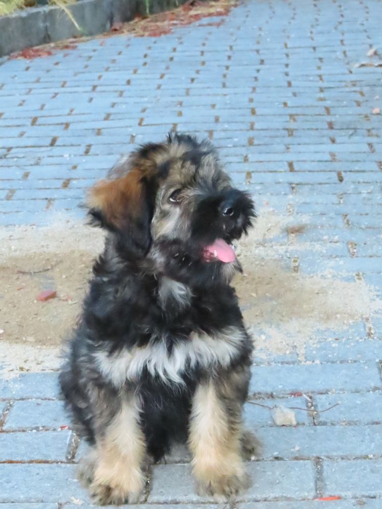 Cachorro Serra d’Aries para adoção
