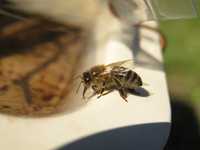 Odkłady  pszczele na ramce wielkopolskiej