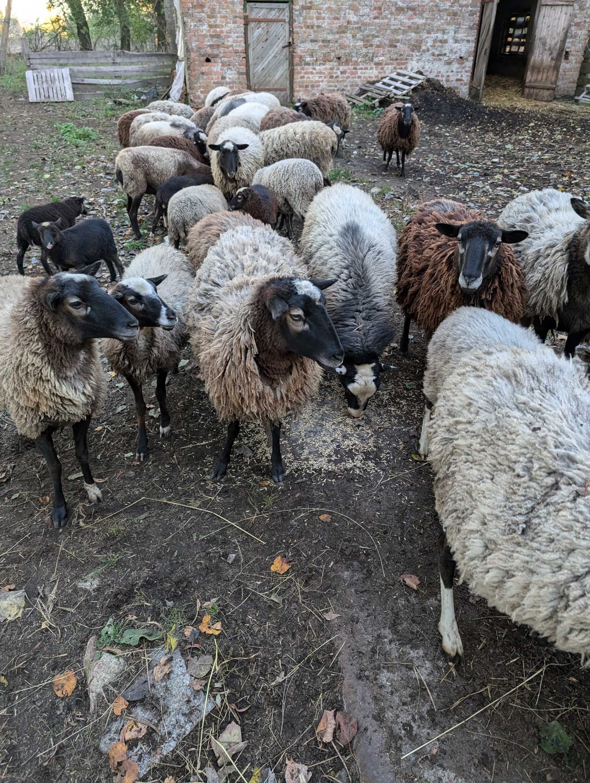 Продам Овечки живою вагою