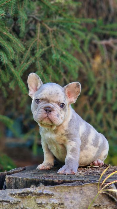 В редком окрасе мальчик