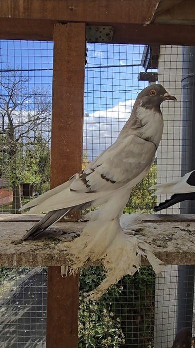 Garłacz Pomorski samica 25