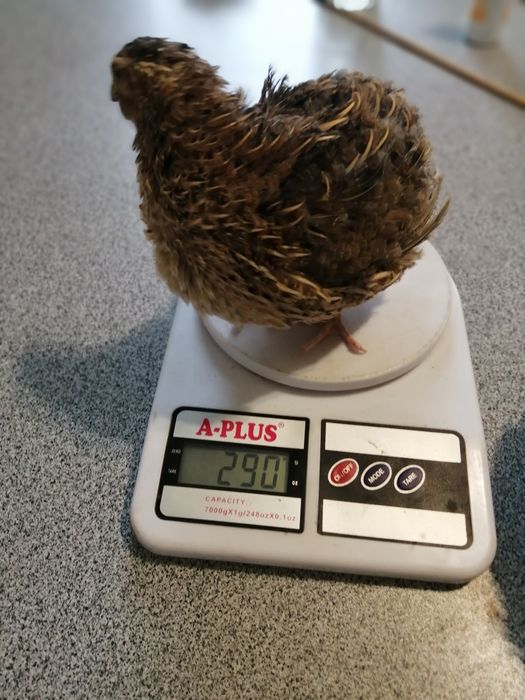 Перепела породи Целадон (Селадон)Селадони