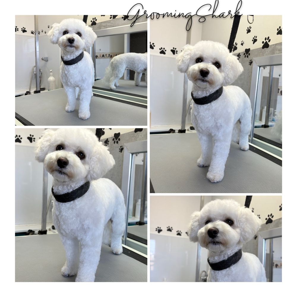 Psi fryzjer GroomingShark