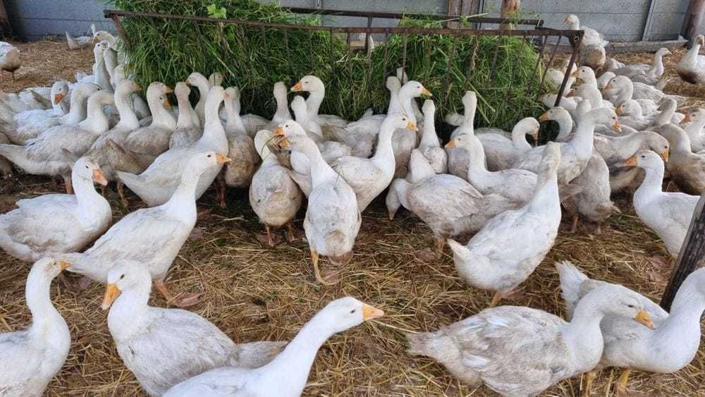 Sprzedam gęsi tuszki