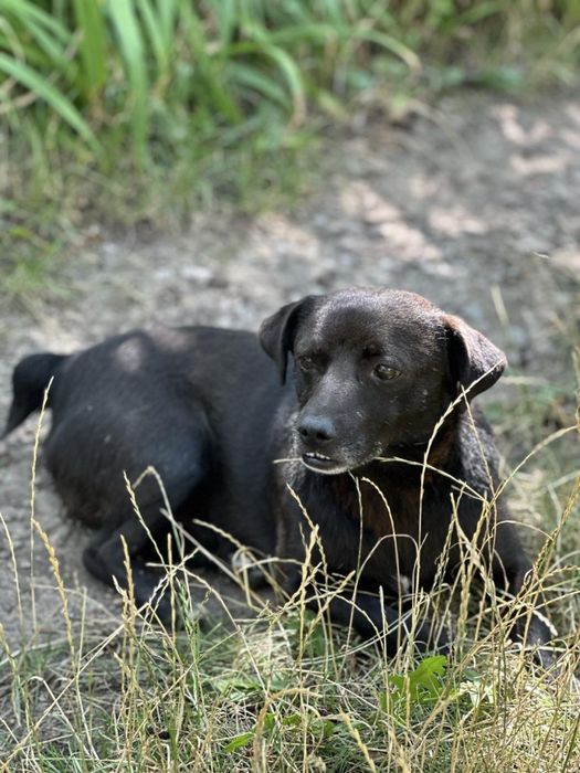 Шукаємо найкращу сімʼю для Жучка! Безкоштовно віддамо!